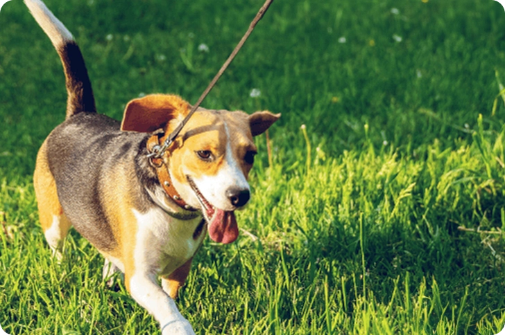 Does your dog pull on the leash?