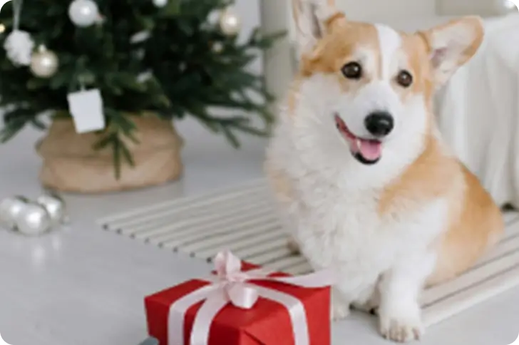 Tips for Christmas gifts for the dog