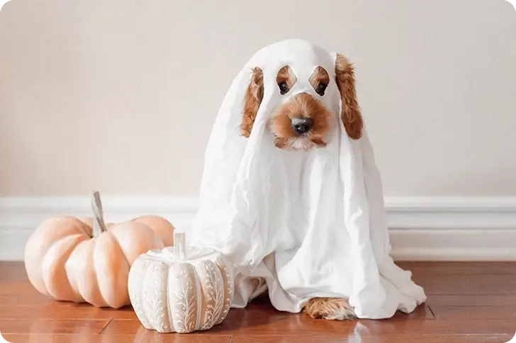 Why should dogs eat pumpkin?