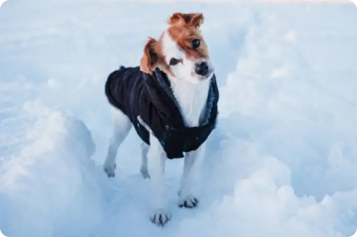 Dog wardrobe guide: when and how to dress your dog?