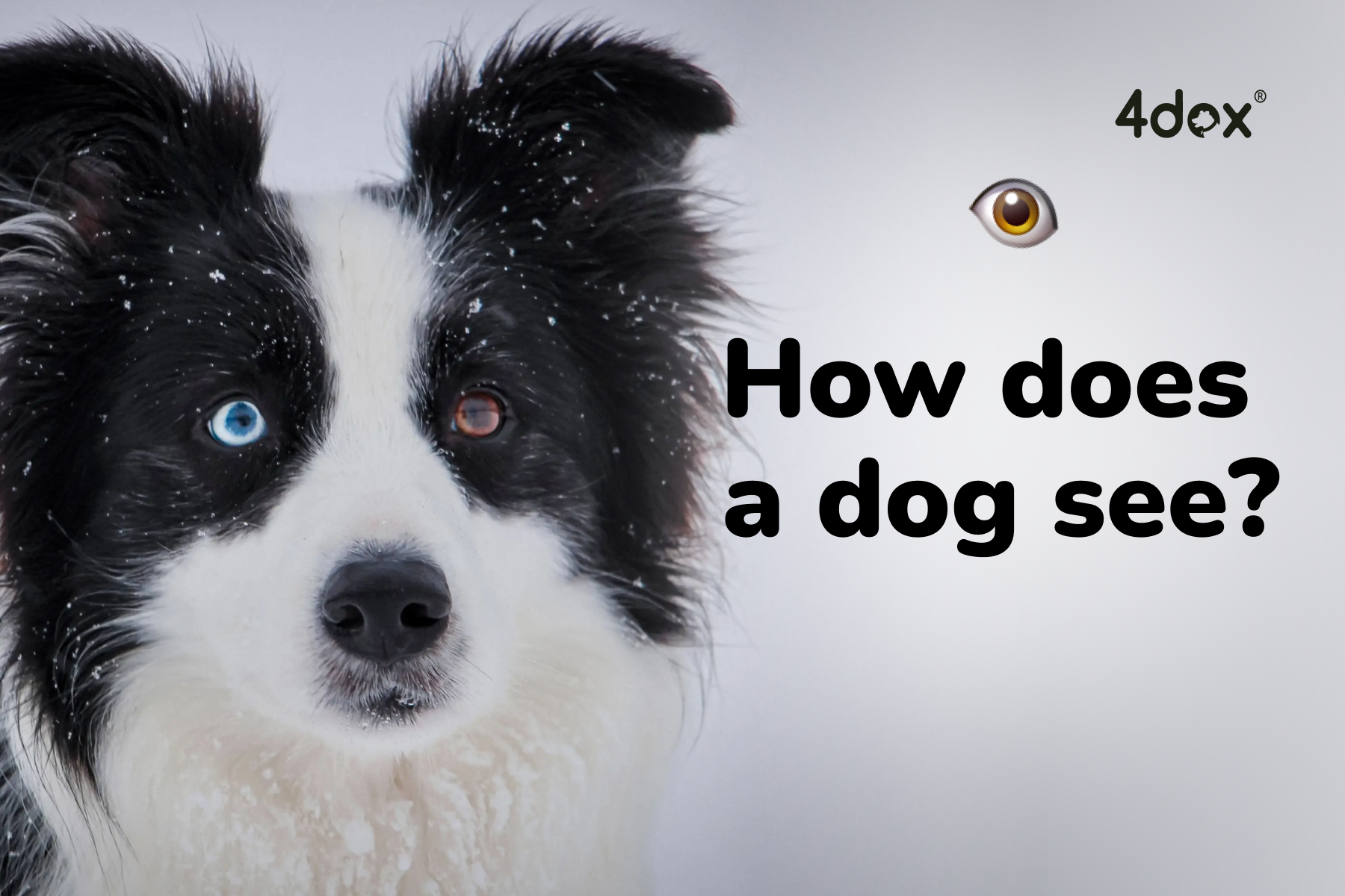 How does a dog see?