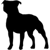 Stafford. bull terrier