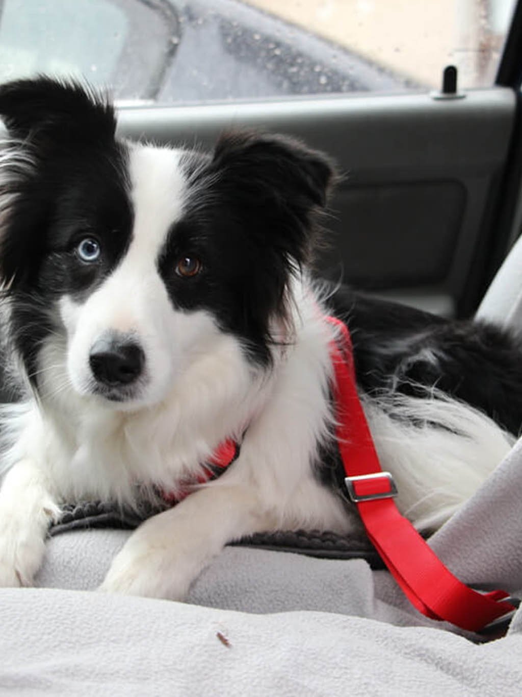 Car belt for medium dogs