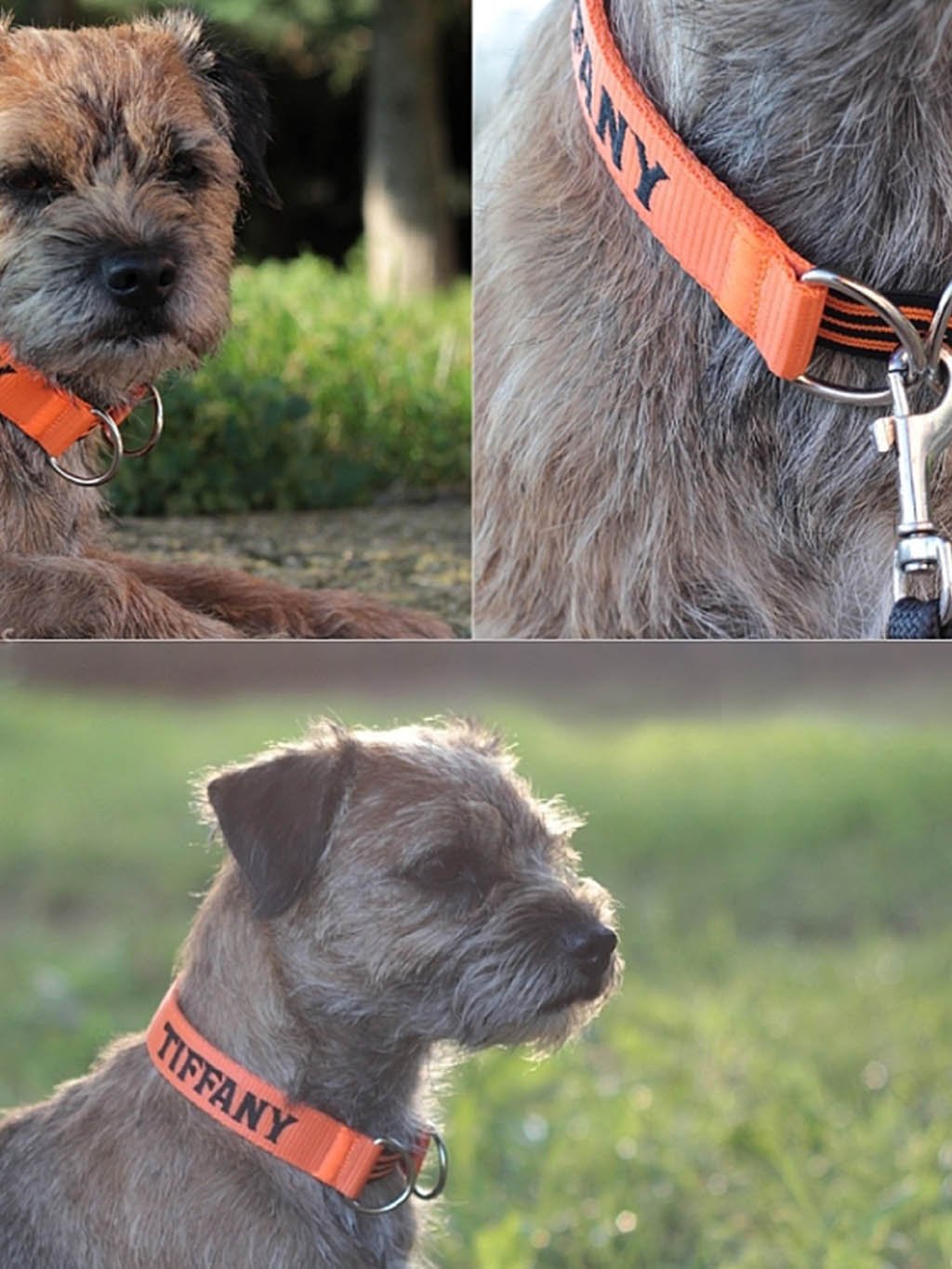 Collar for hunting dogs - customized collar