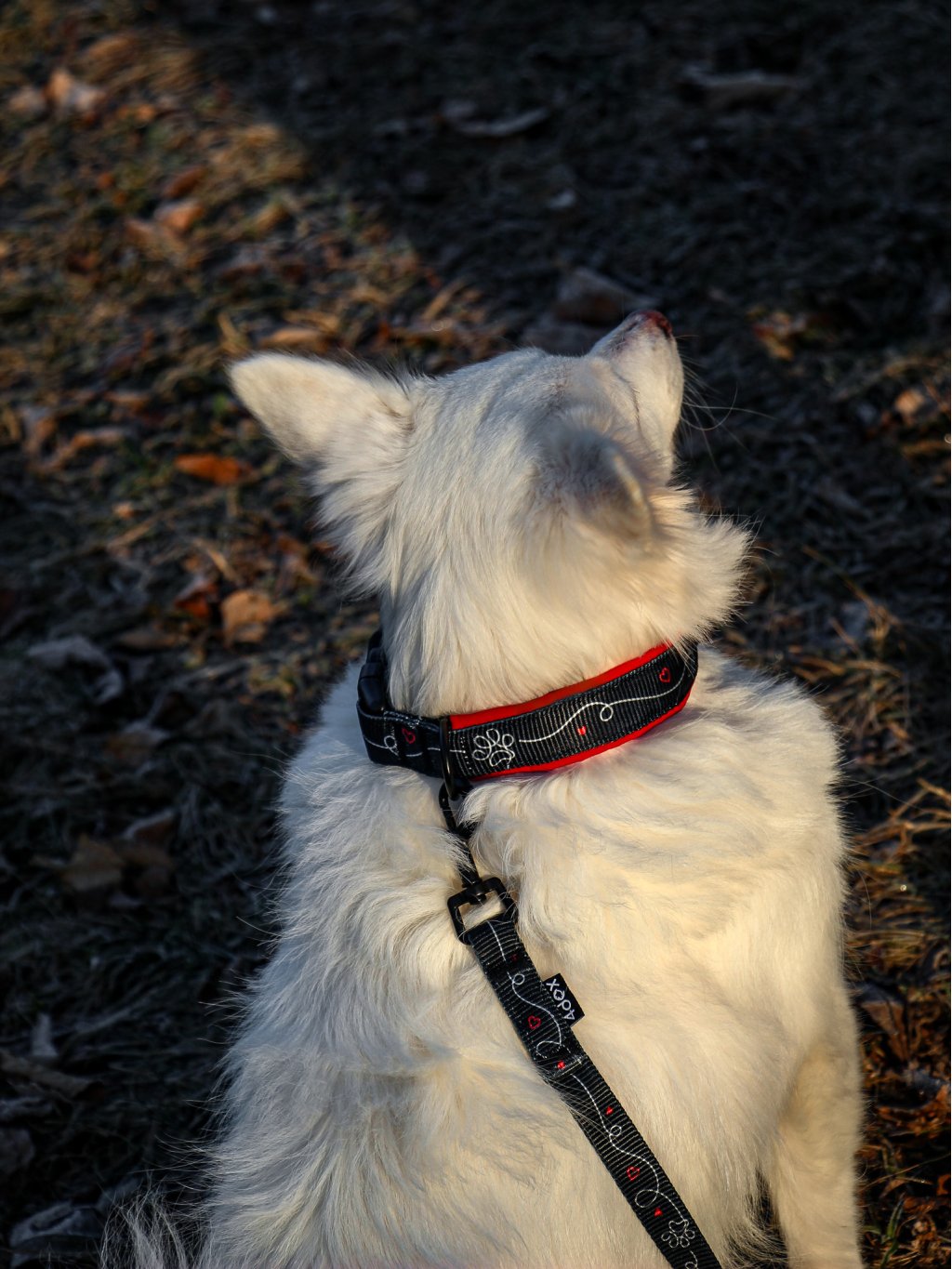 collar HEART CONNECTION red 4dox