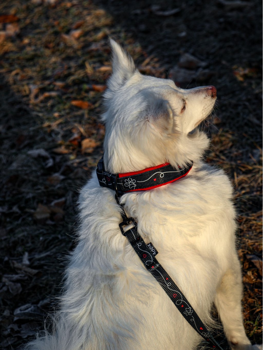 collar HEART CONNECTION red 4dox