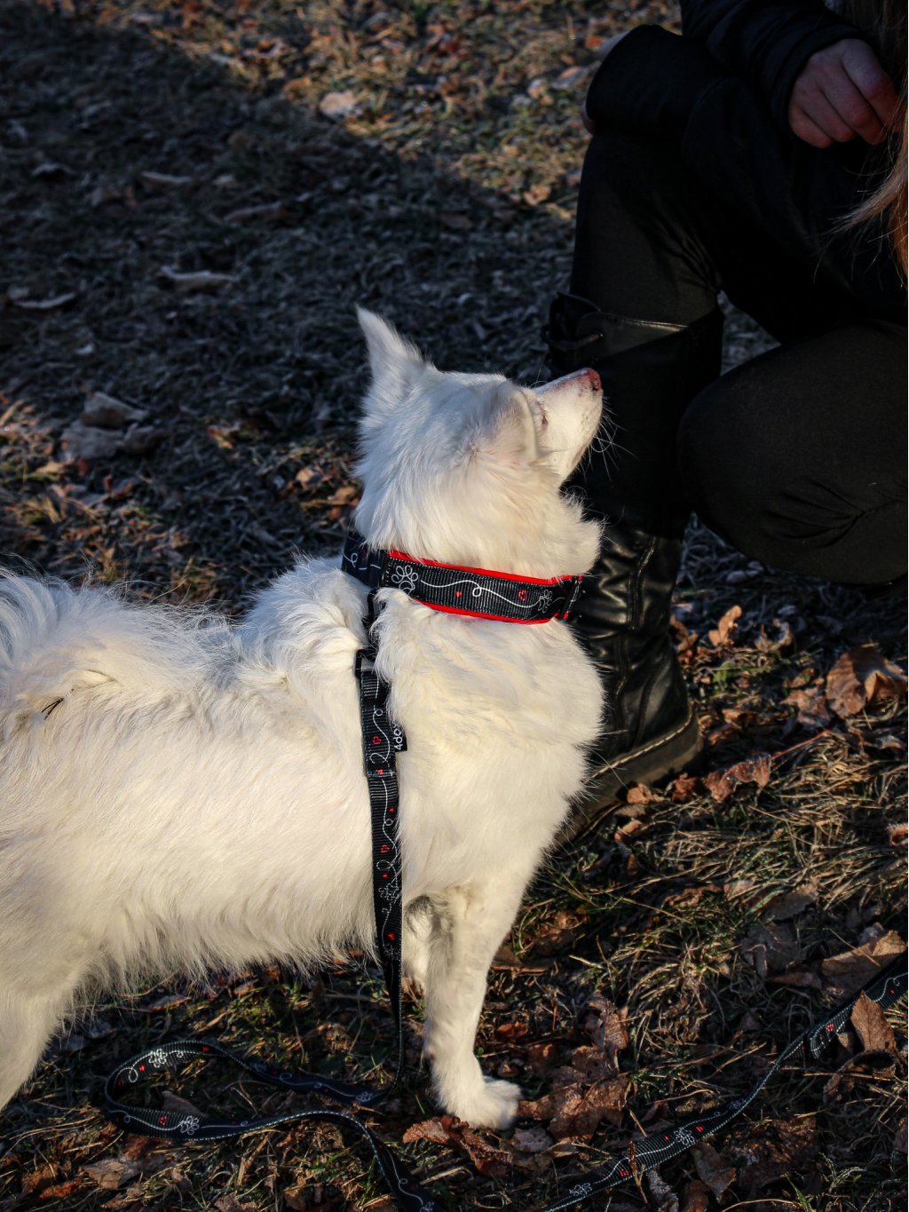 collar HEART CONNECTION red 4dox