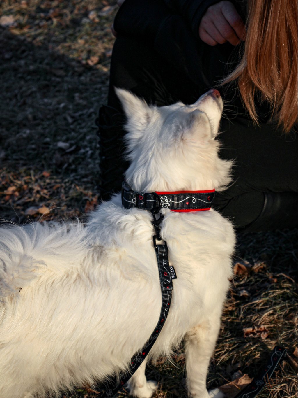 collar HEART CONNECTION red 4dox