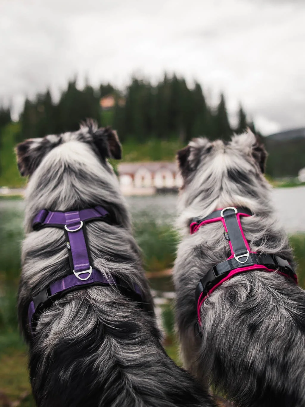 Harnesses Comfort Plus- customized 
