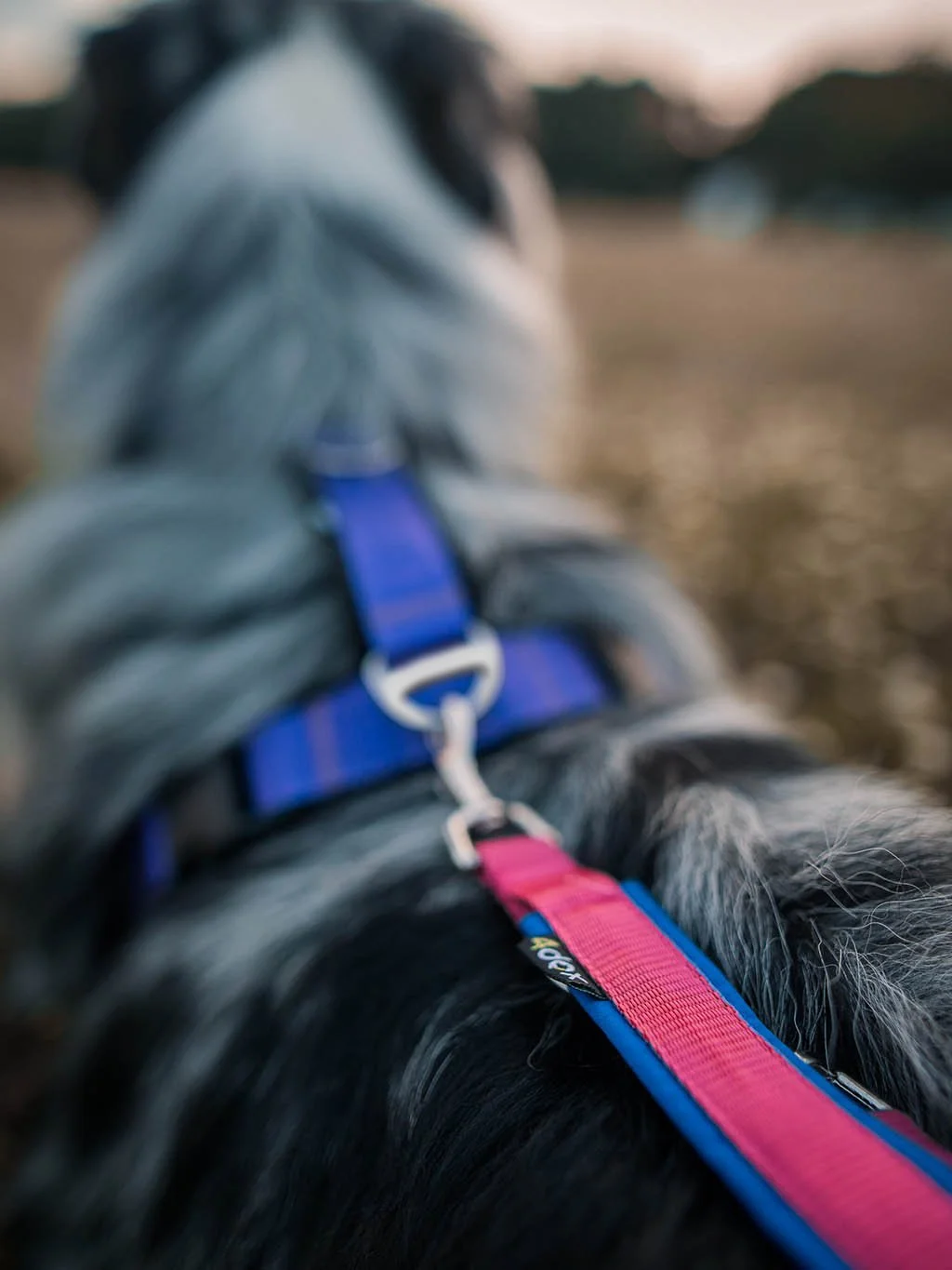 Harnesses Comfort Plus- customized 