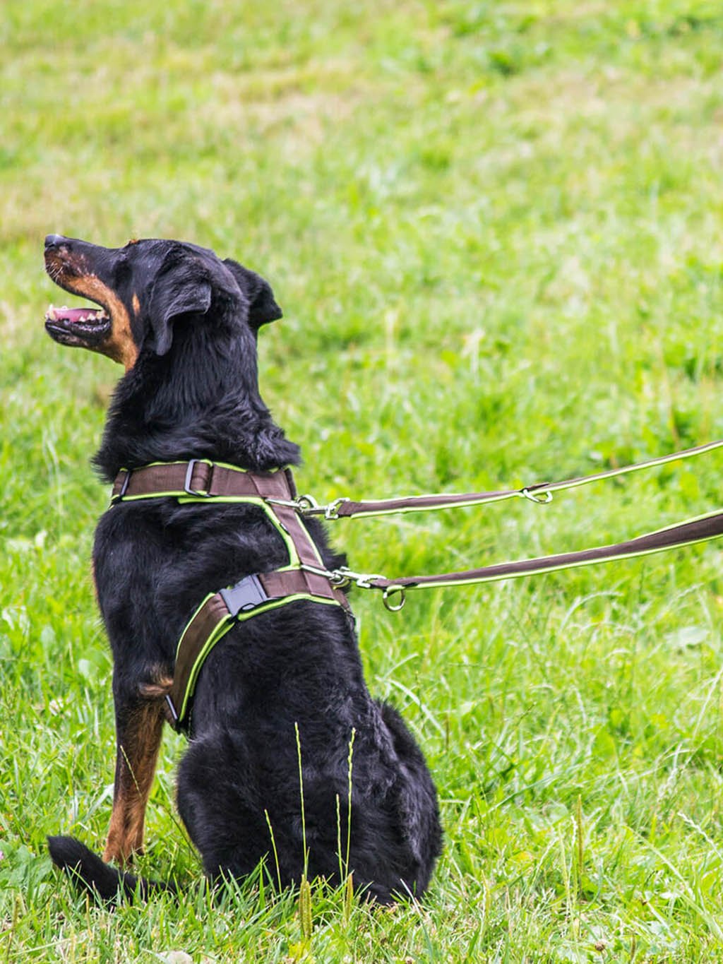 Comfort plus harness - cinnamon with paws