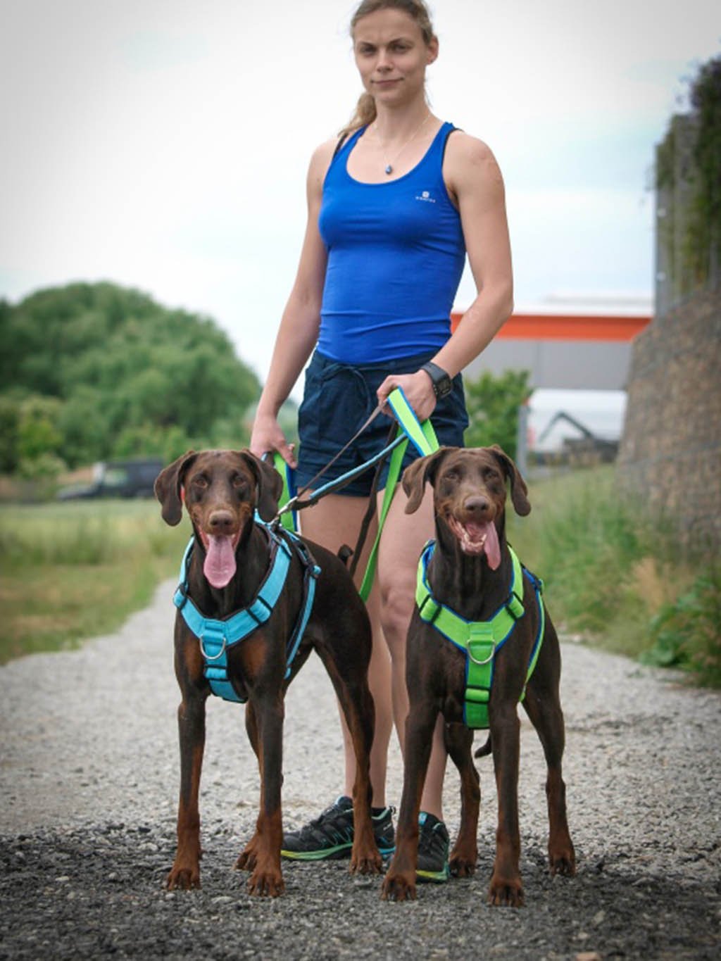 Comfort plus harness - cinnamon with paws