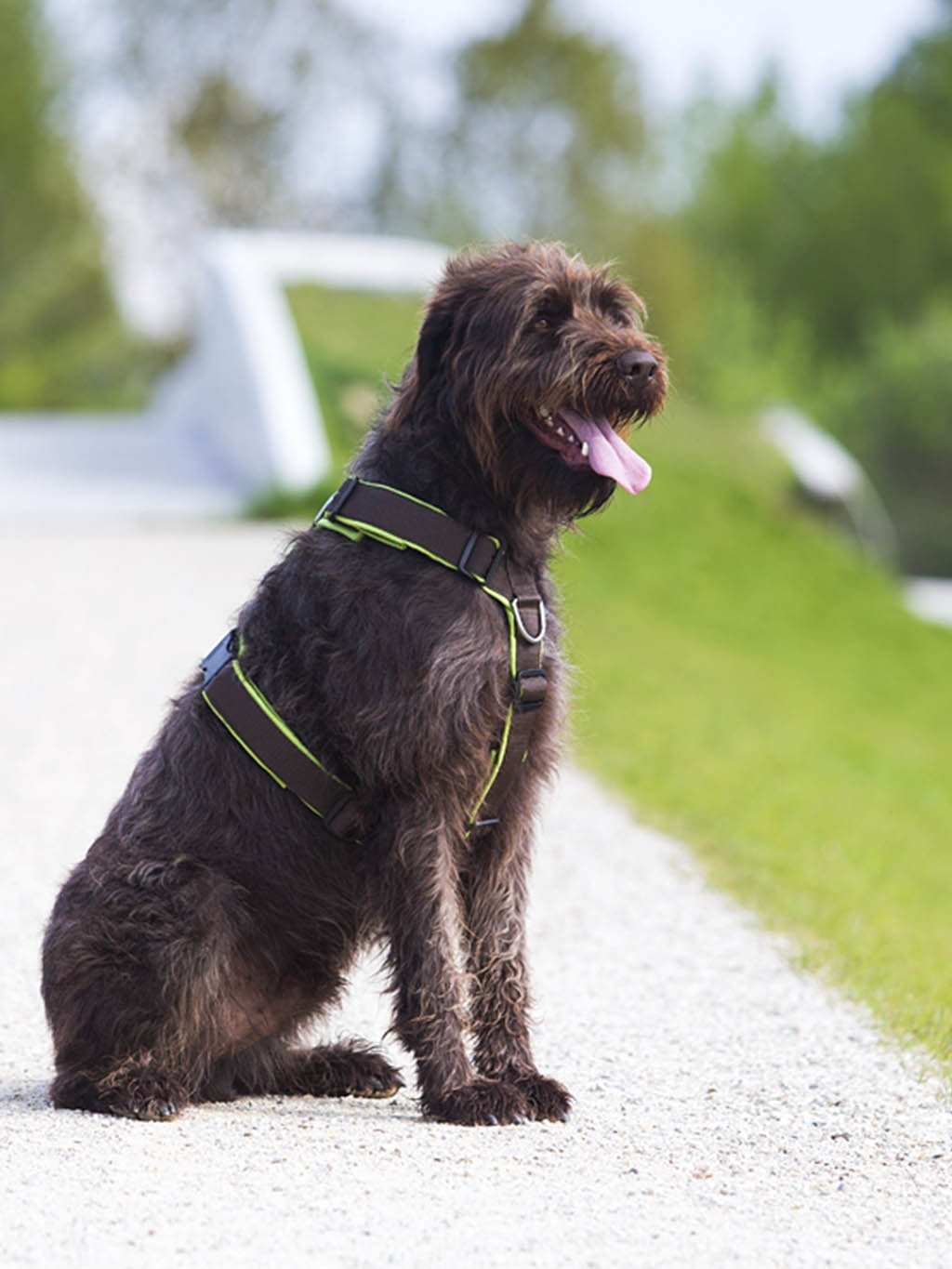 Comfort plus harness - cinnamon with paws