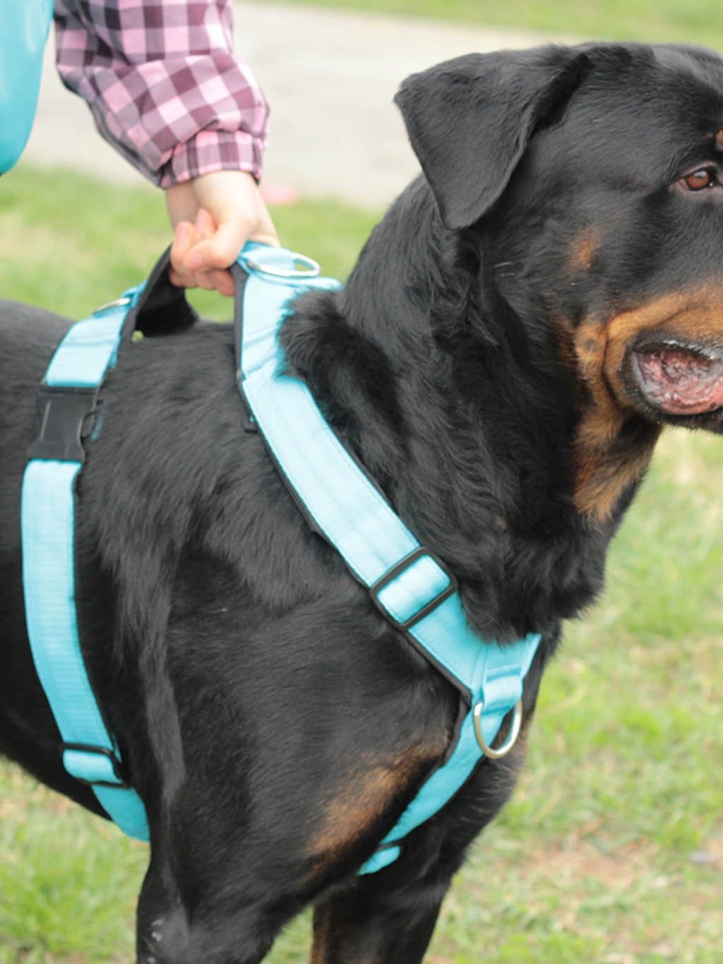 Comfort plus harness - cinnamon with paws