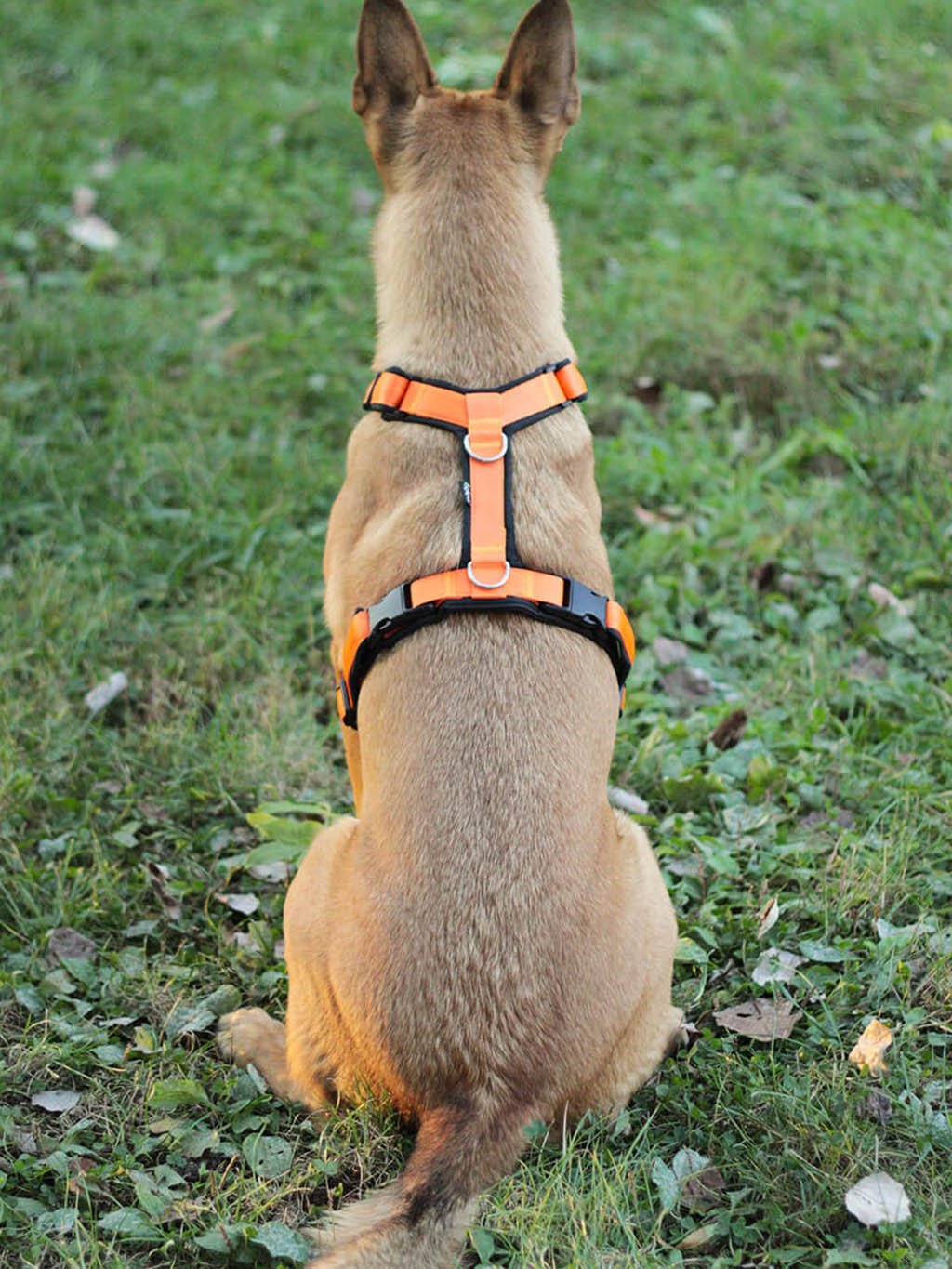 Comfort plus harness - cinnamon with paws