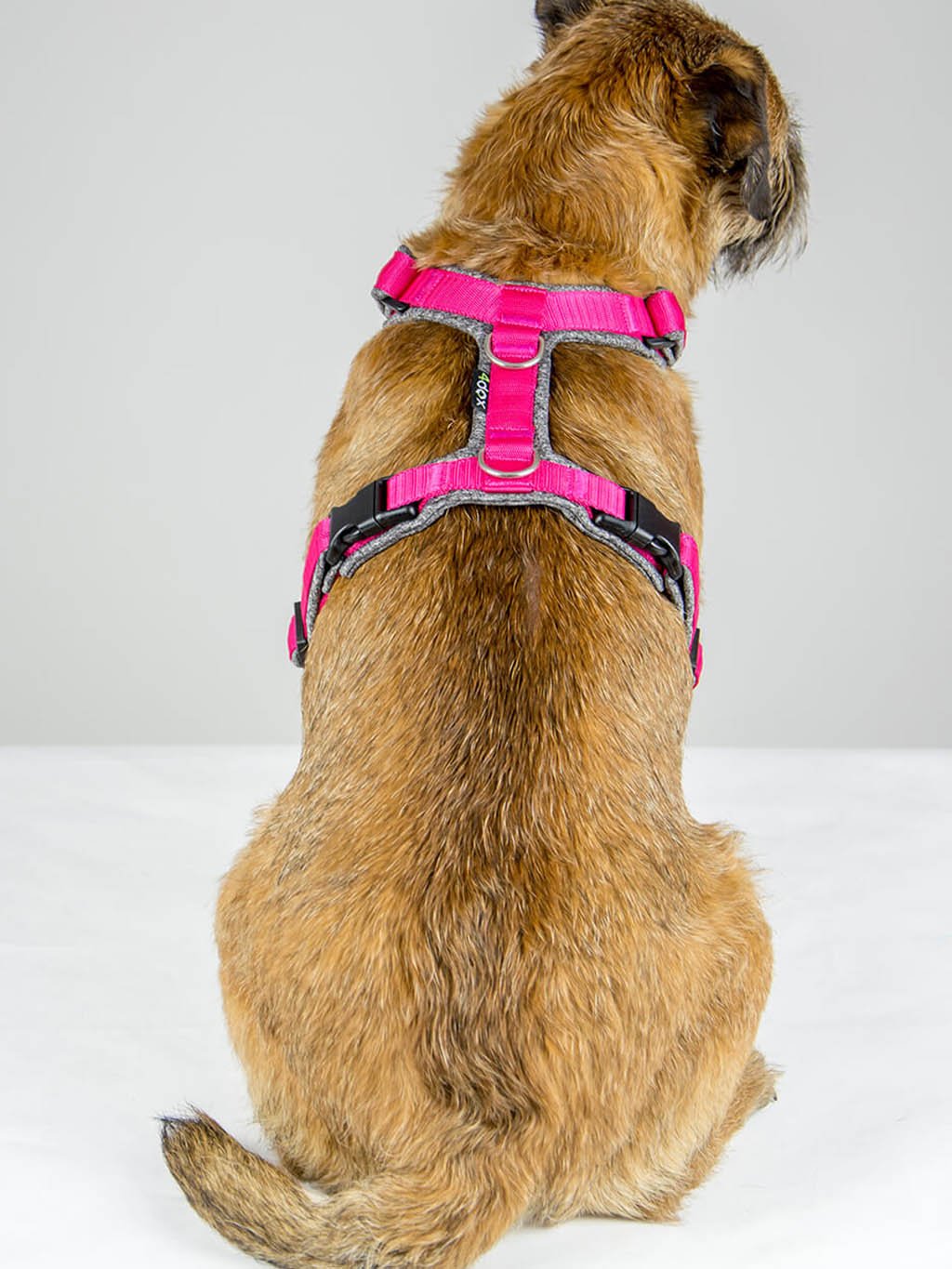 Comfort plus harness - cinnamon with paws