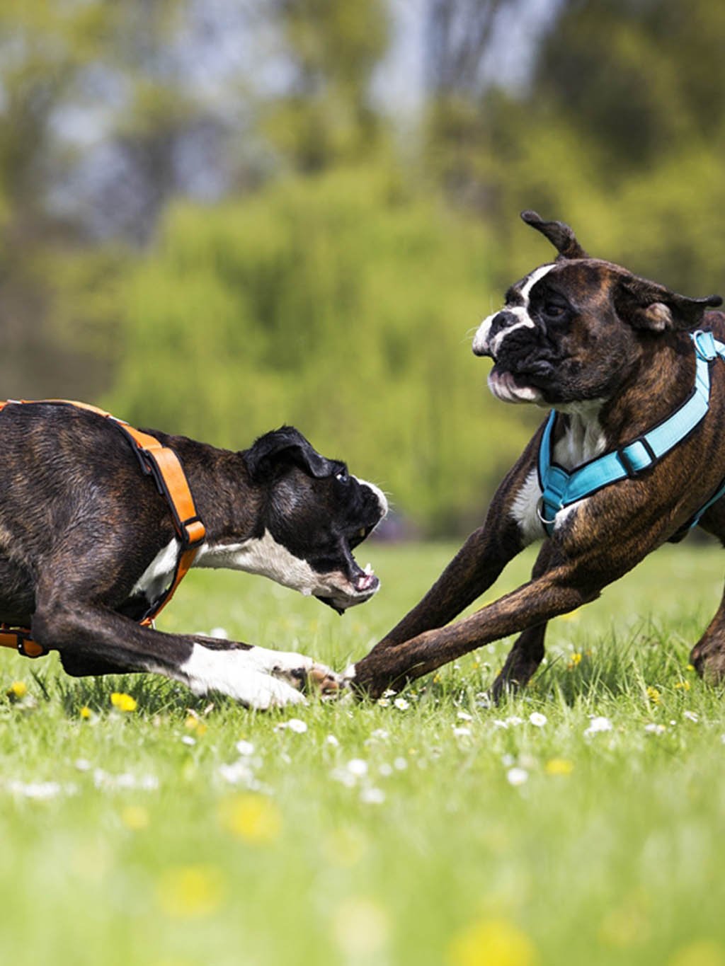 Comfort plus harness - turquoise with paws 4dox
