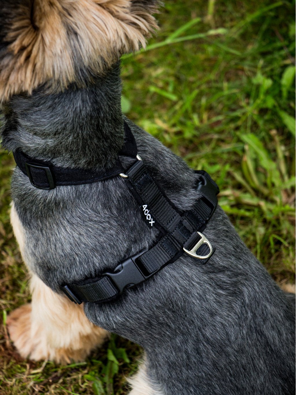 MINI harness black
