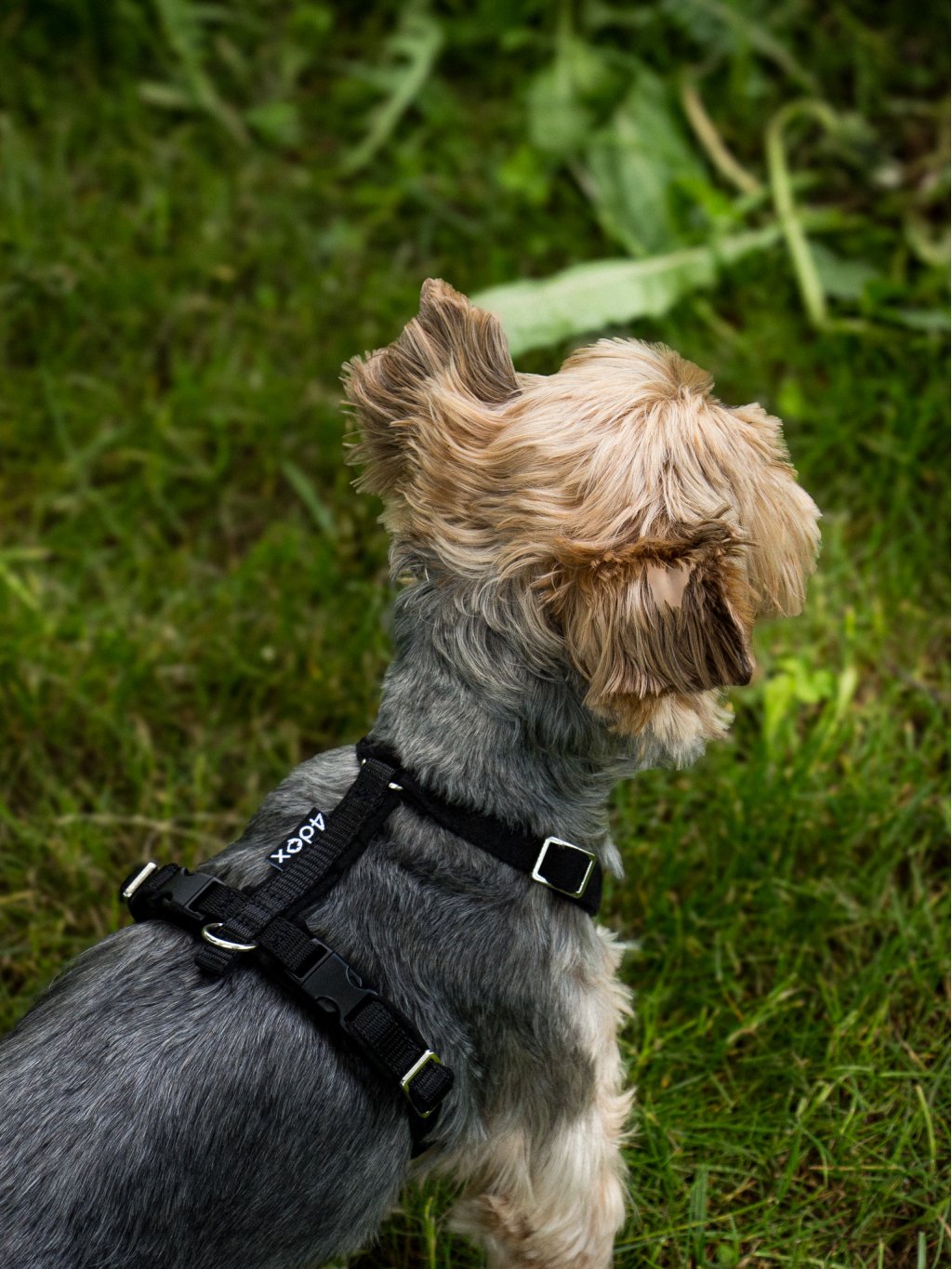 MINI harness black