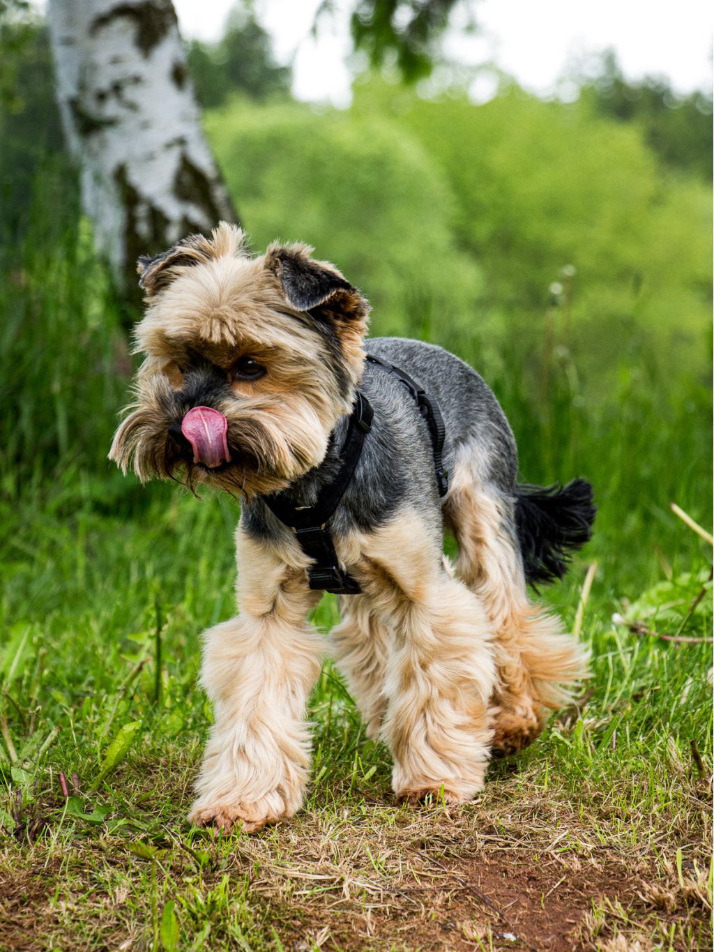 MINI harness black