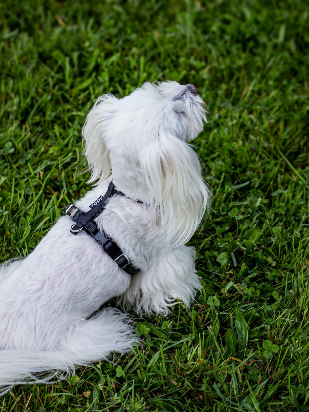 MINI harness black