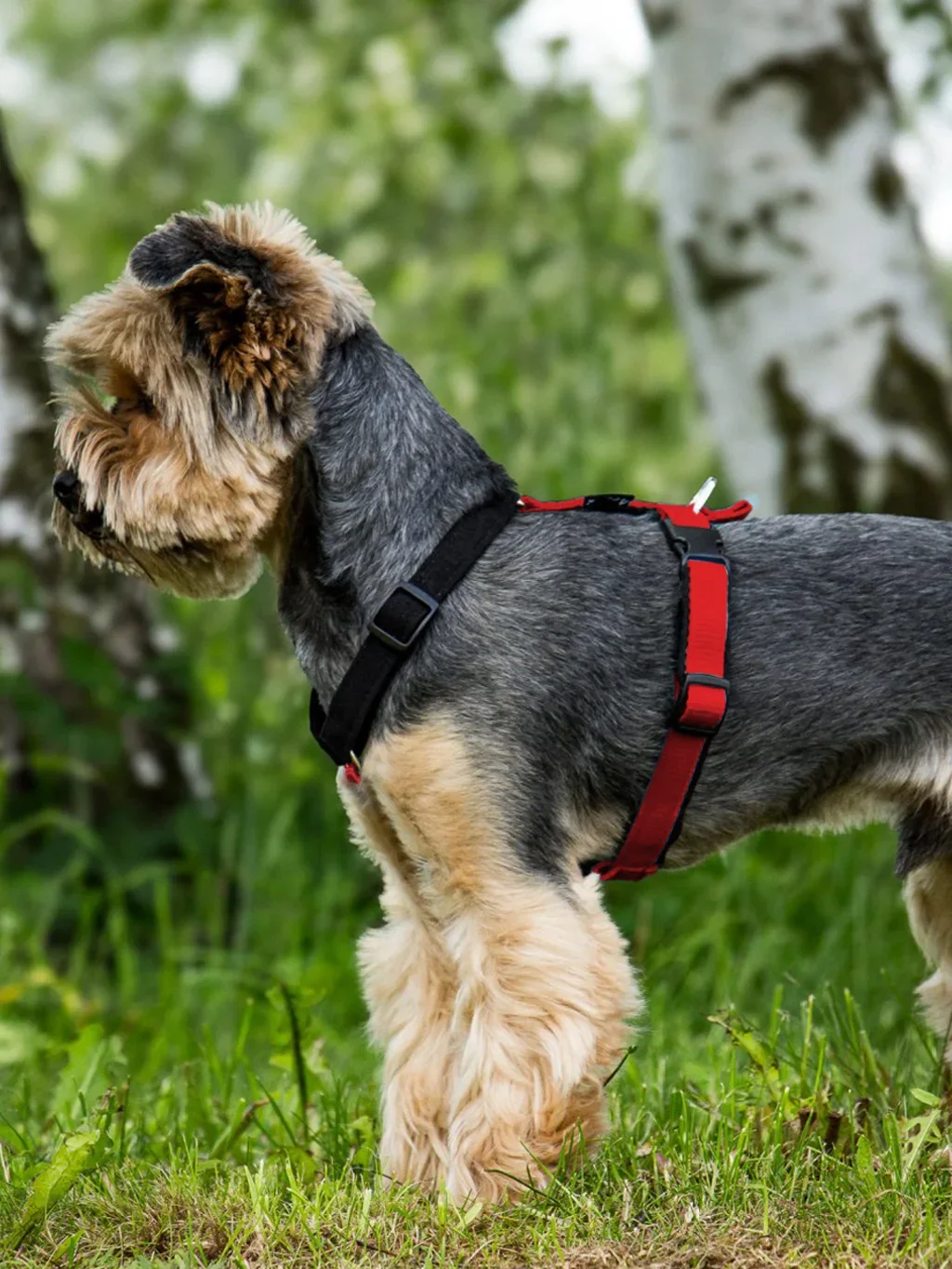 MINI harness - custom made