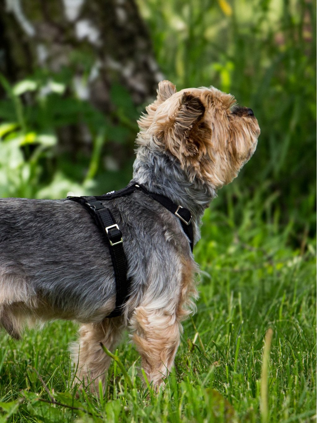 MINI harness - custom made