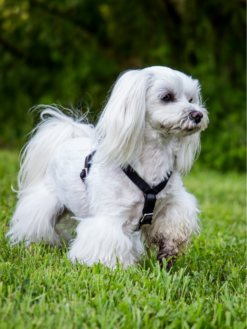 MINI harness - custom made