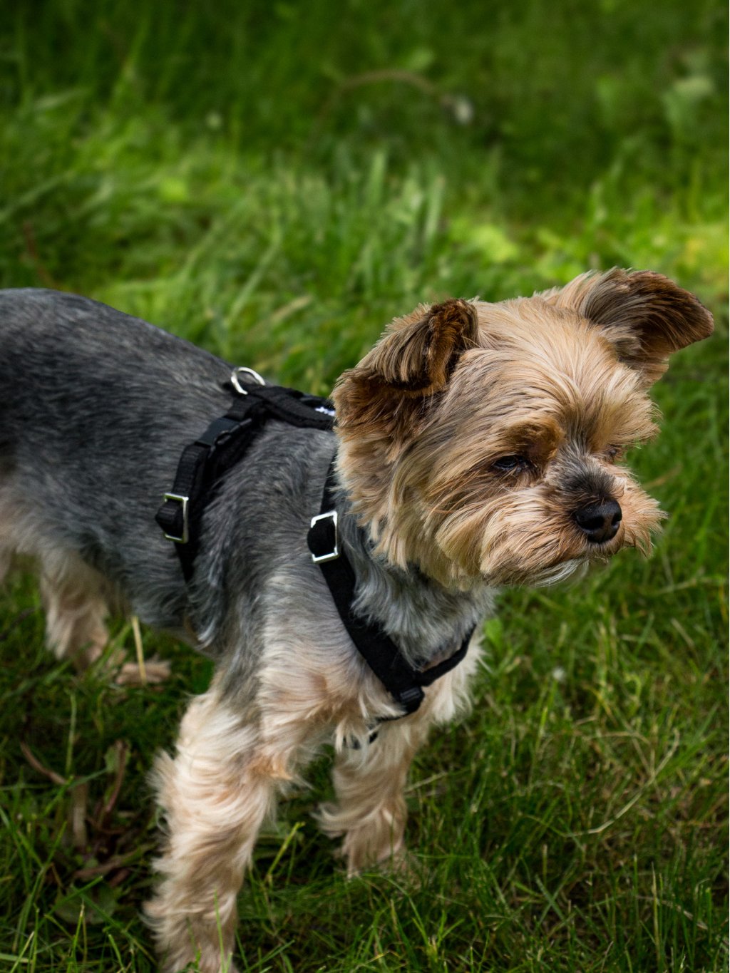 MINI harness - custom made