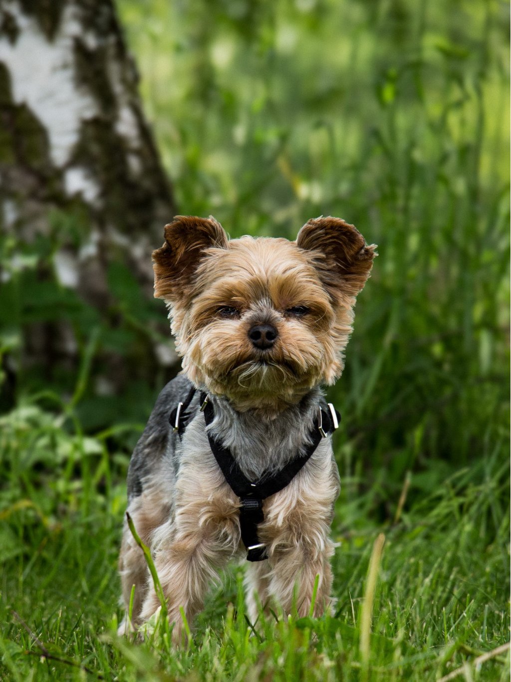 MINI harness - custom made