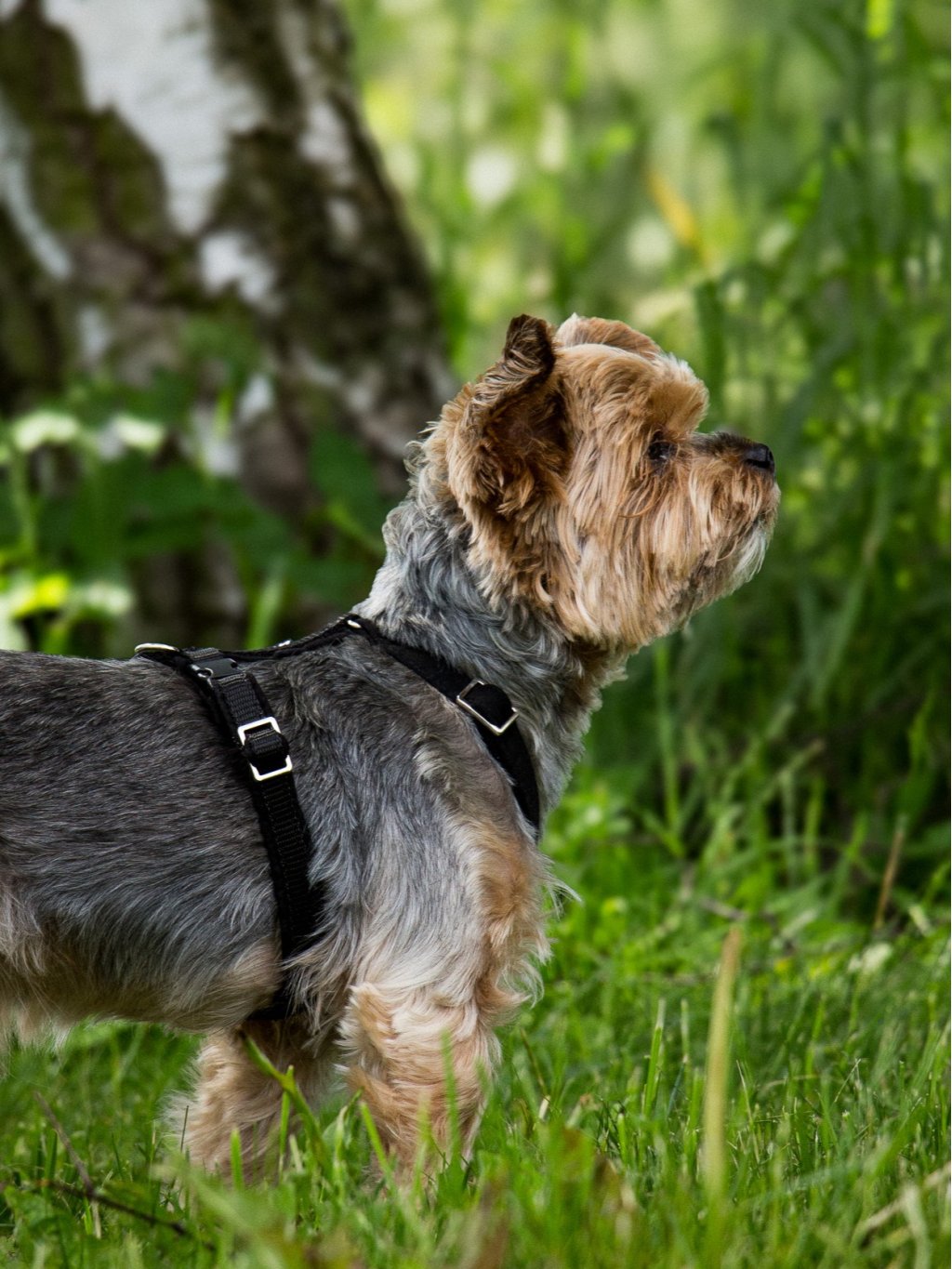 MINI harness - custom made