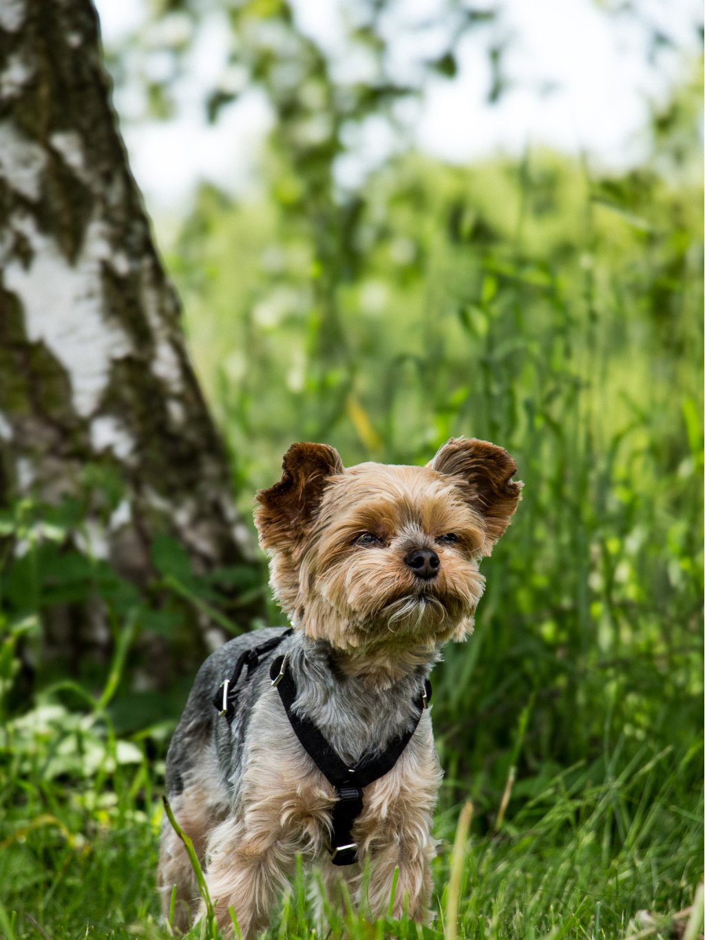 MINI harness - custom made