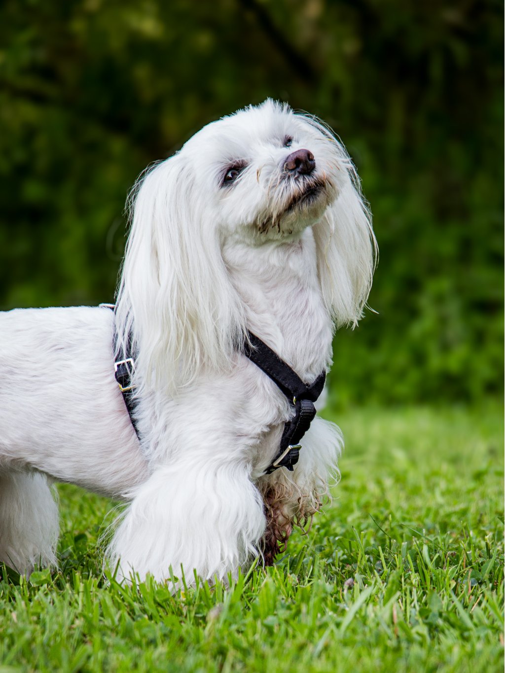MINI harness - custom made