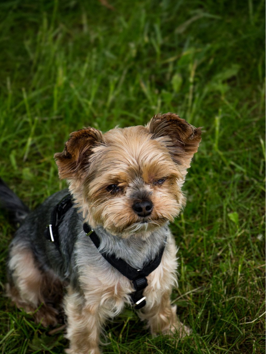 MINI harness - custom made