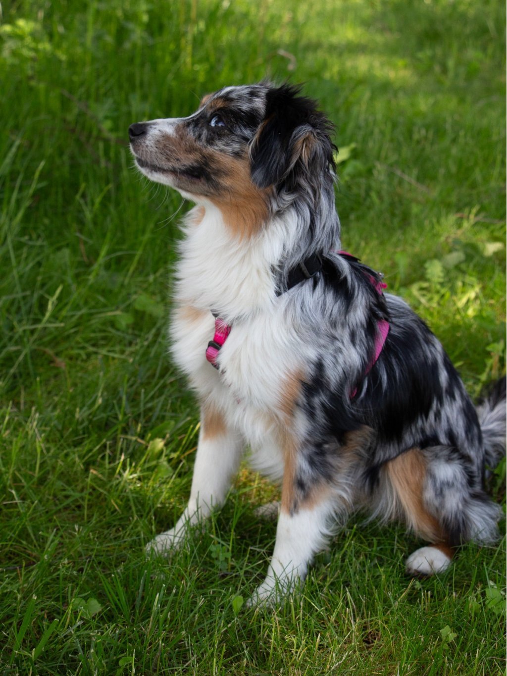 MINI harness - custom made