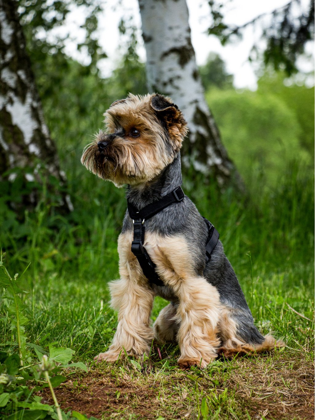 MINI harness - custom made