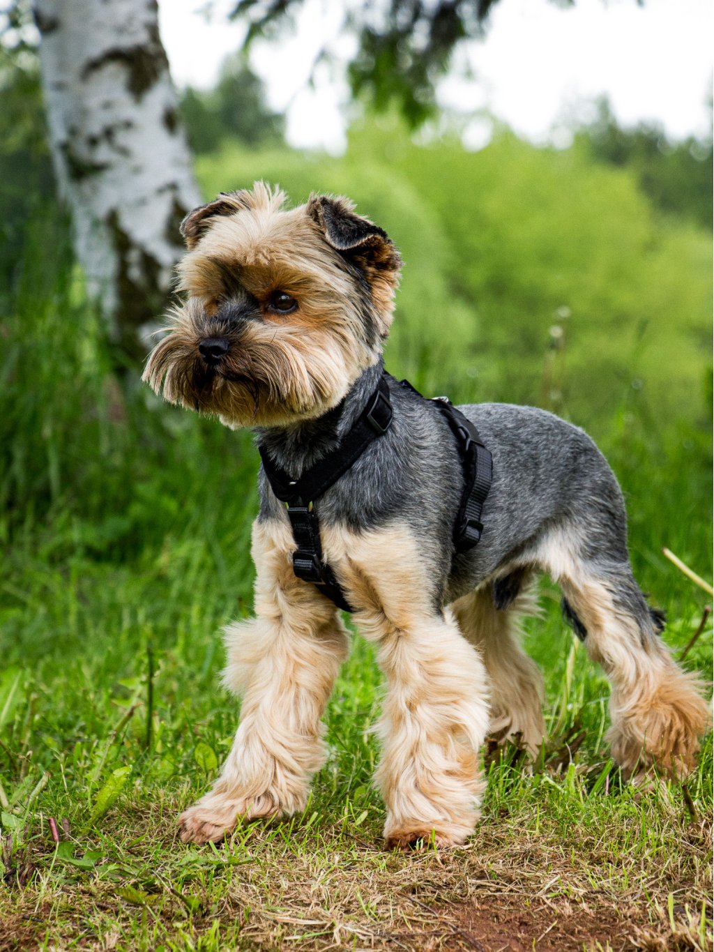MINI harness - custom made