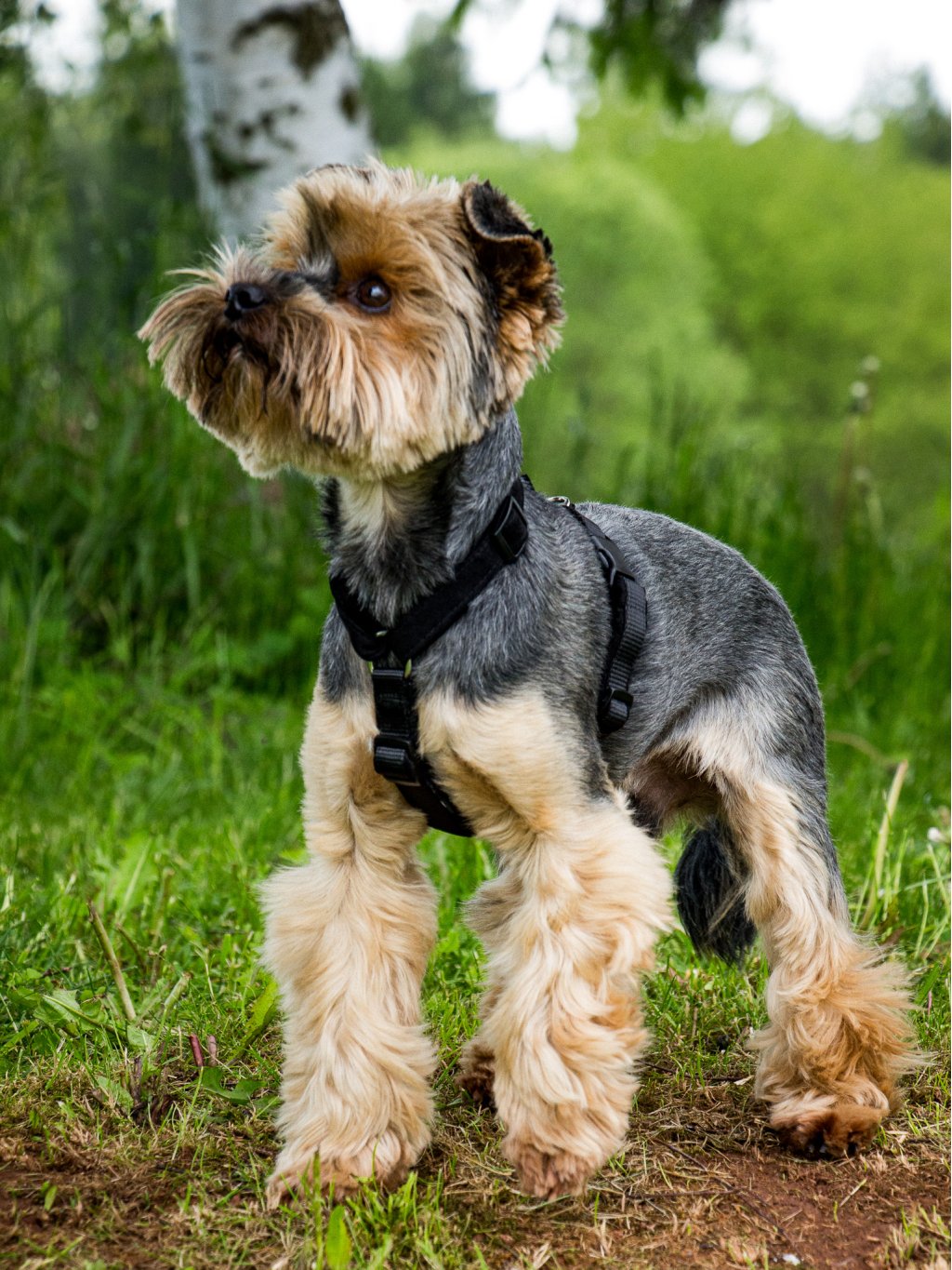 MINI harness - custom made