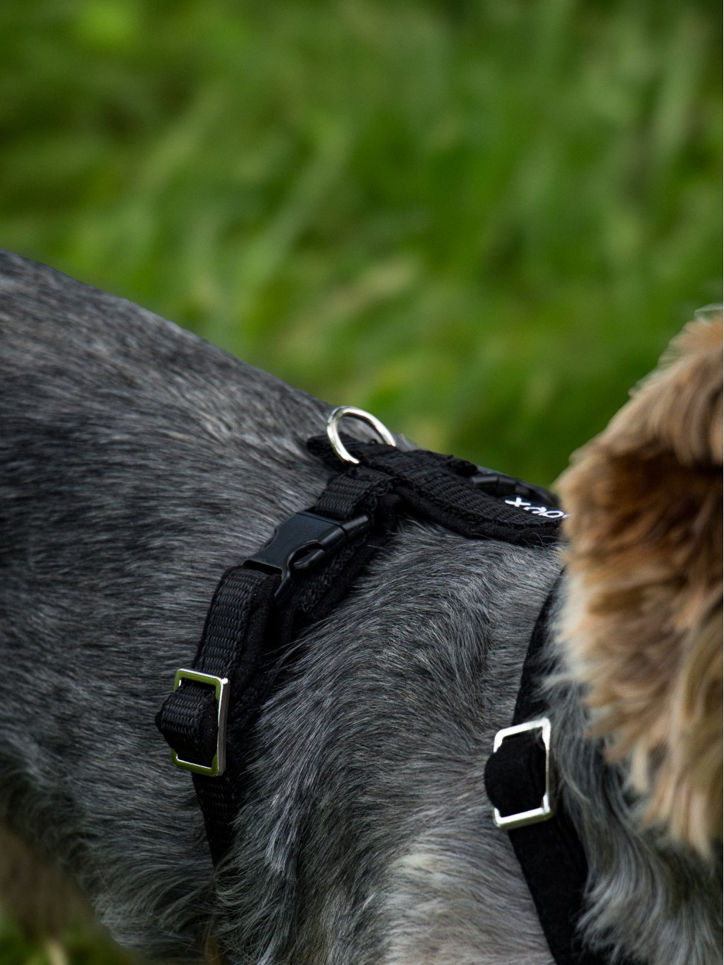 MINI harness - custom made