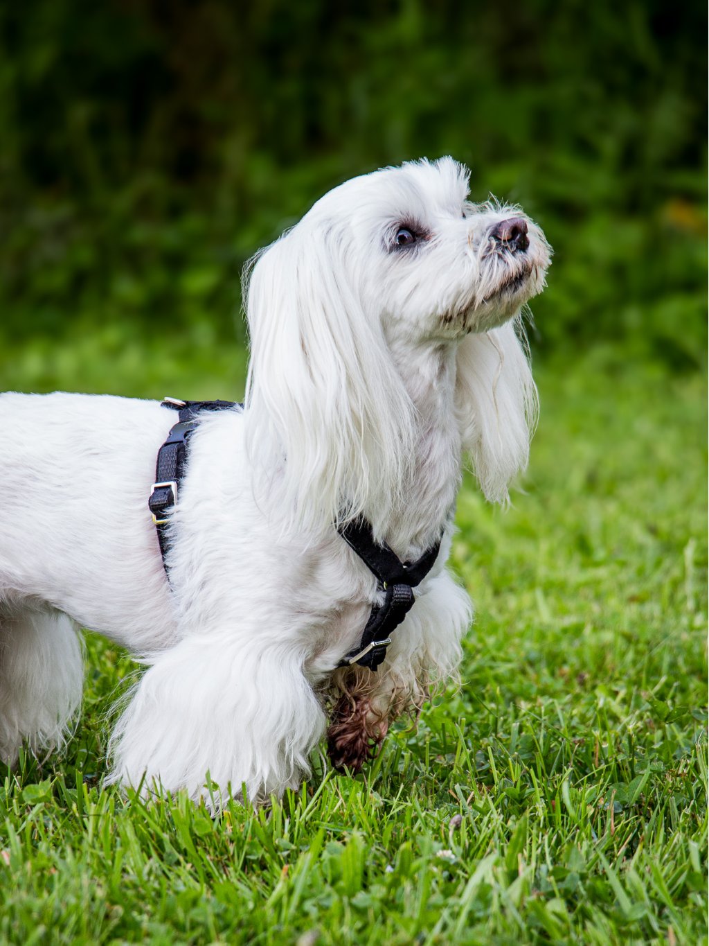 MINI harness - custom made