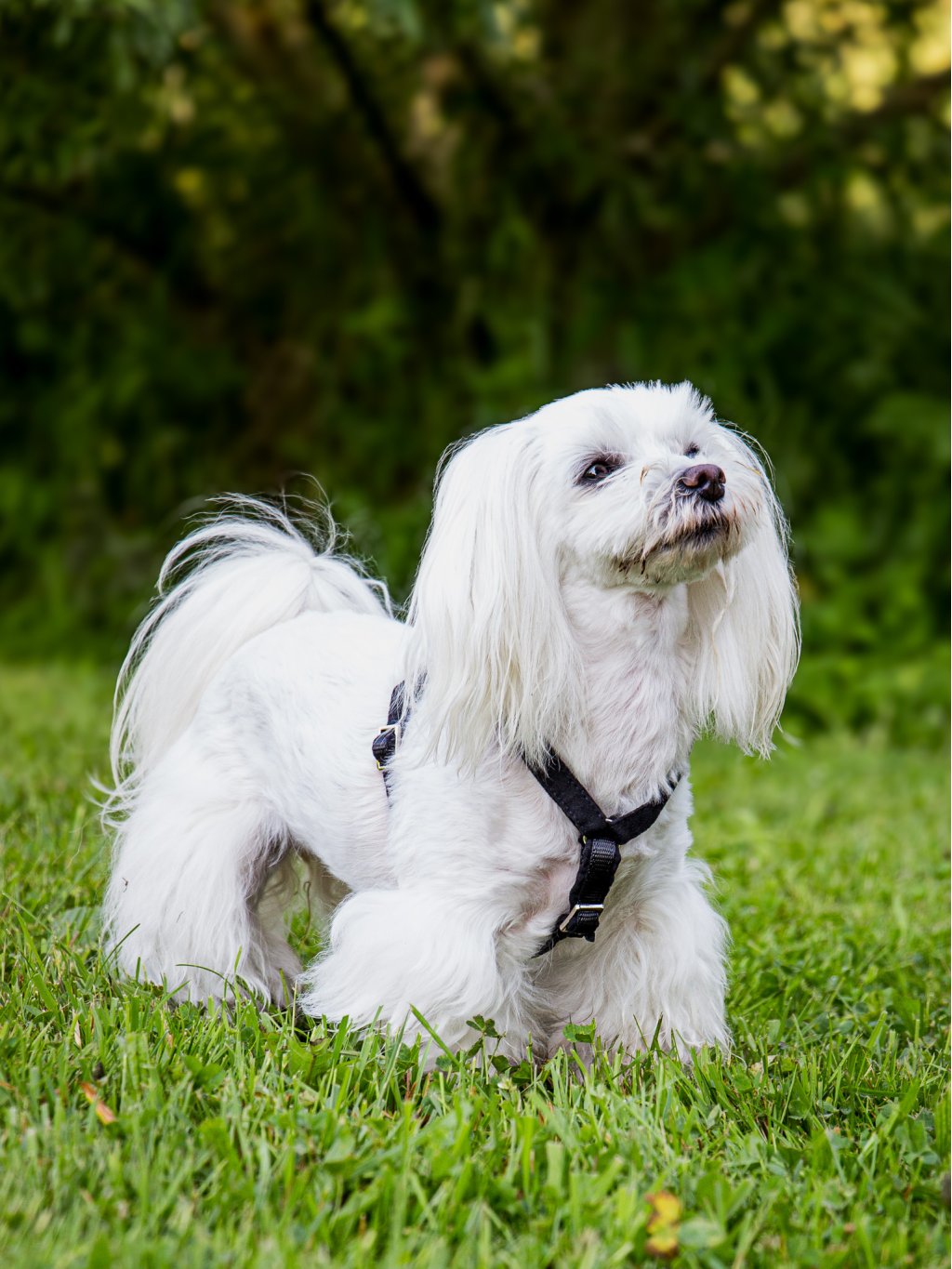 MINI harness - custom made