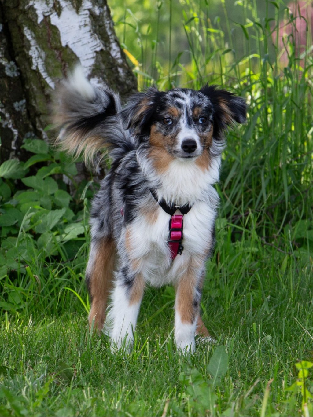 MINI harness - custom made