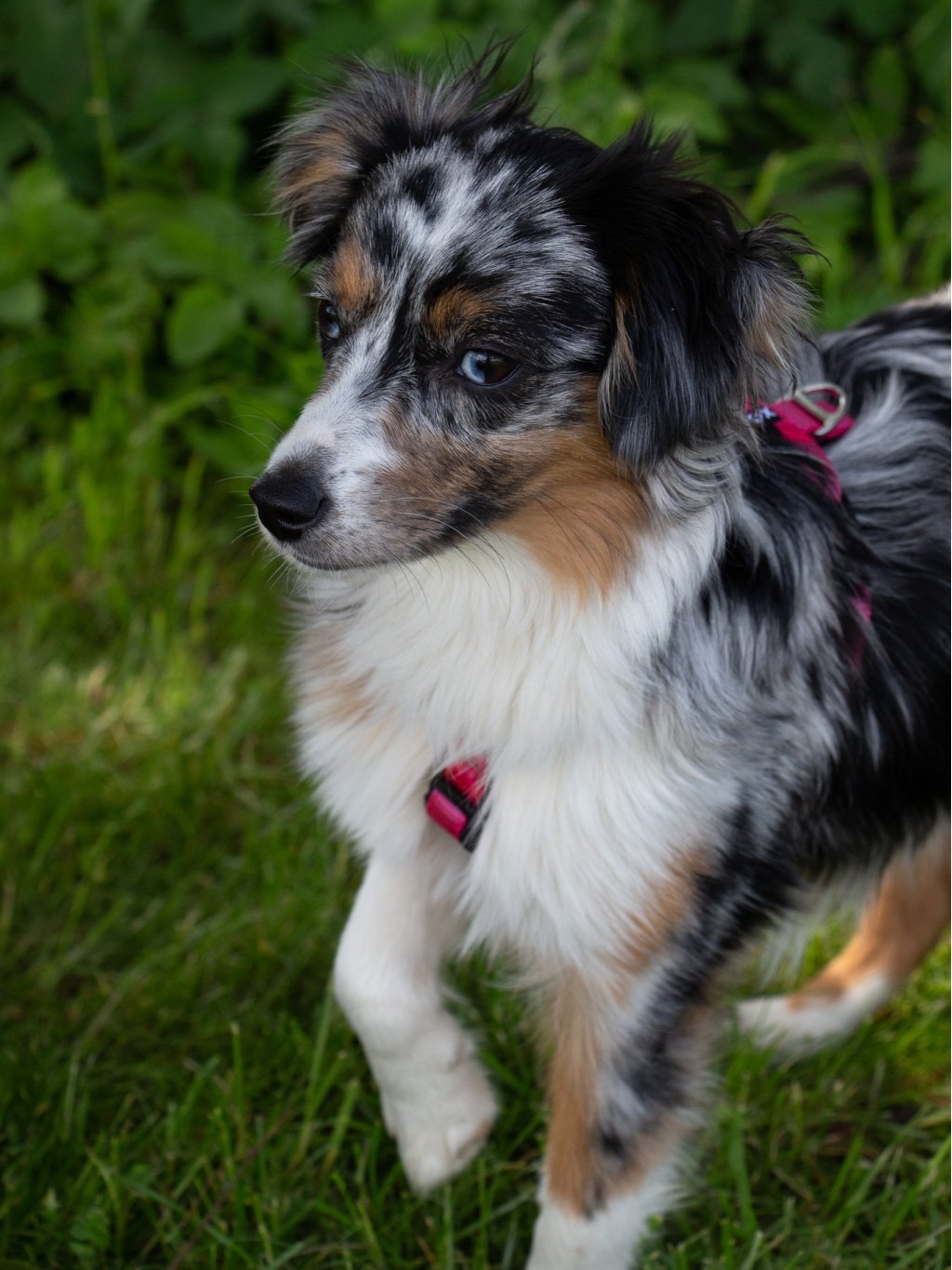 MINI harness - custom made