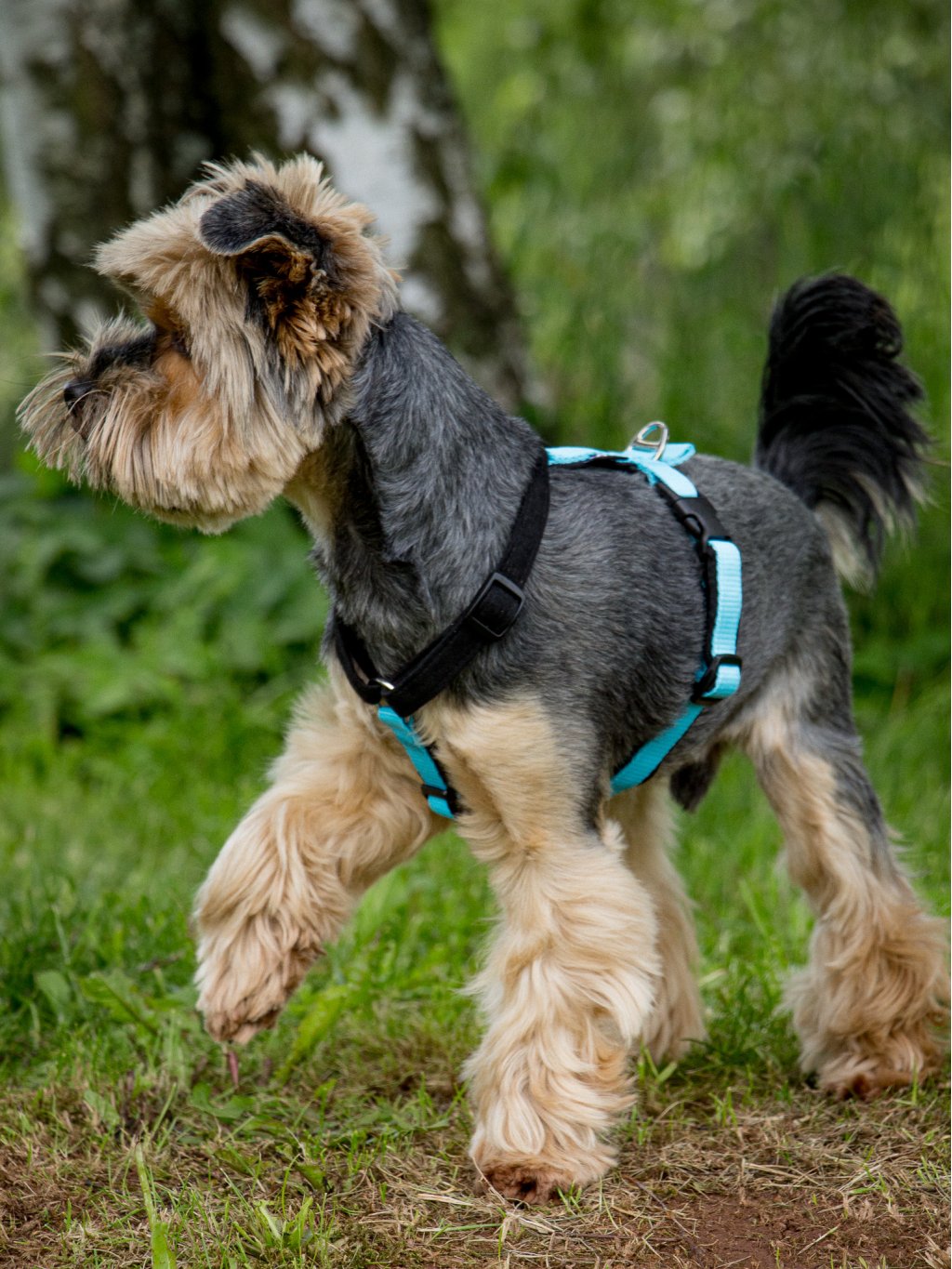 MINI harness turquoise