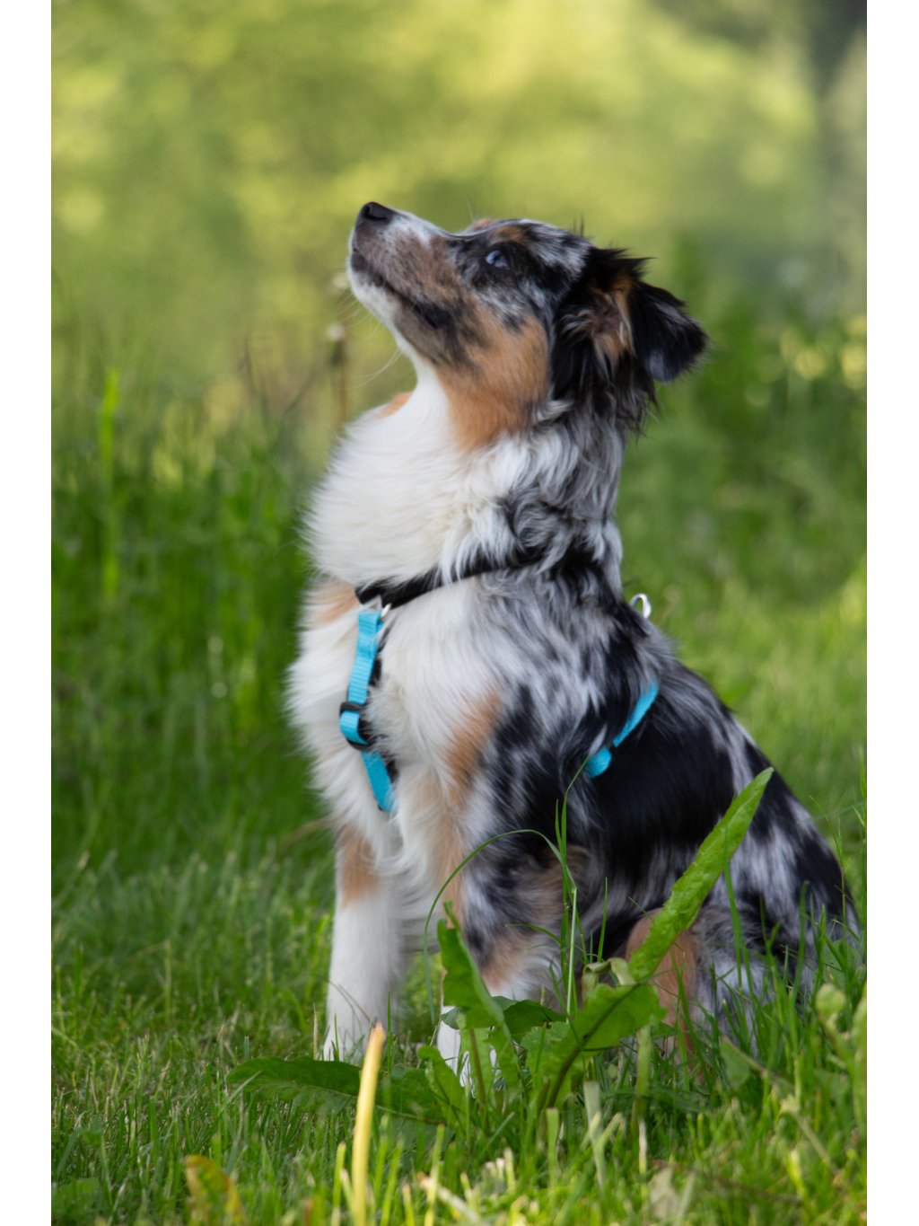 MINI harness turquoise