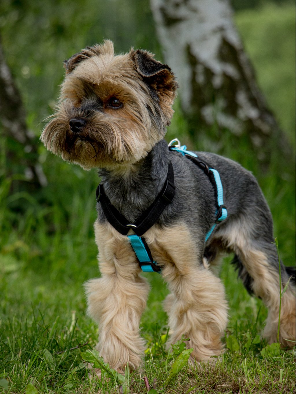 MINI harness turquoise