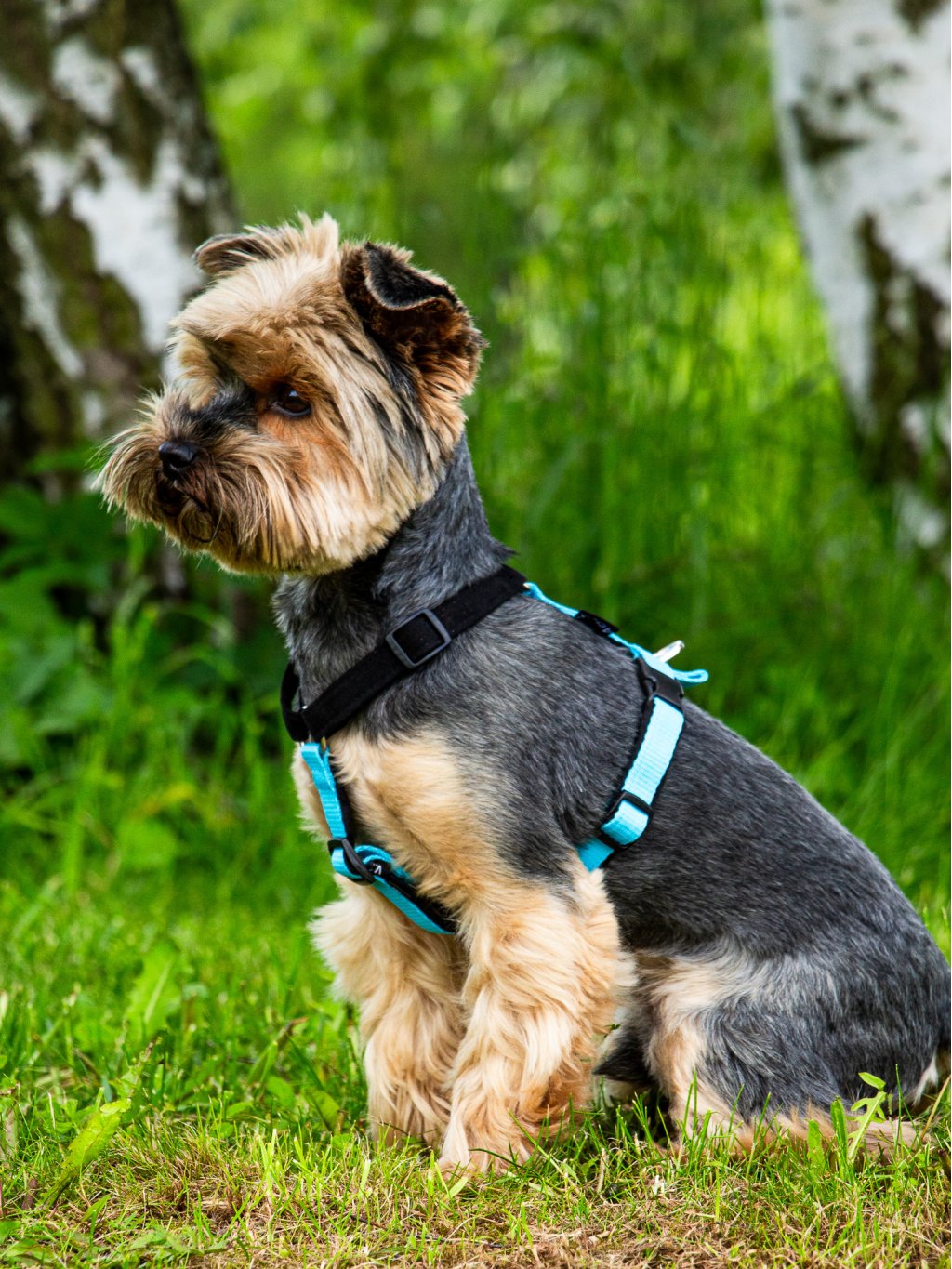 MINI harness turquoise