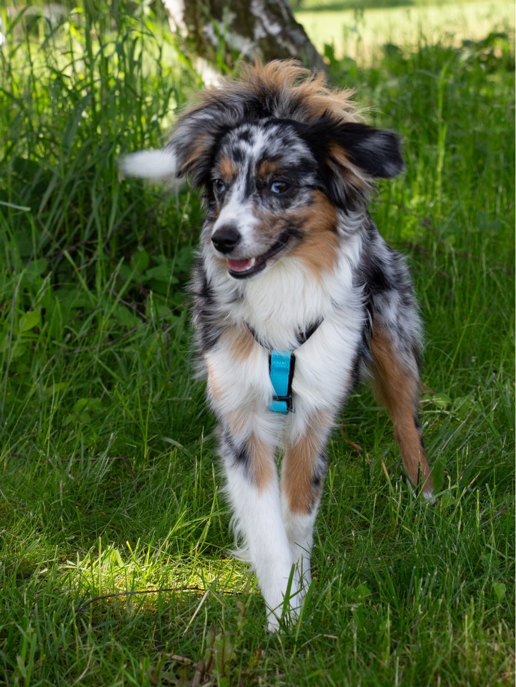 MINI harness turquoise