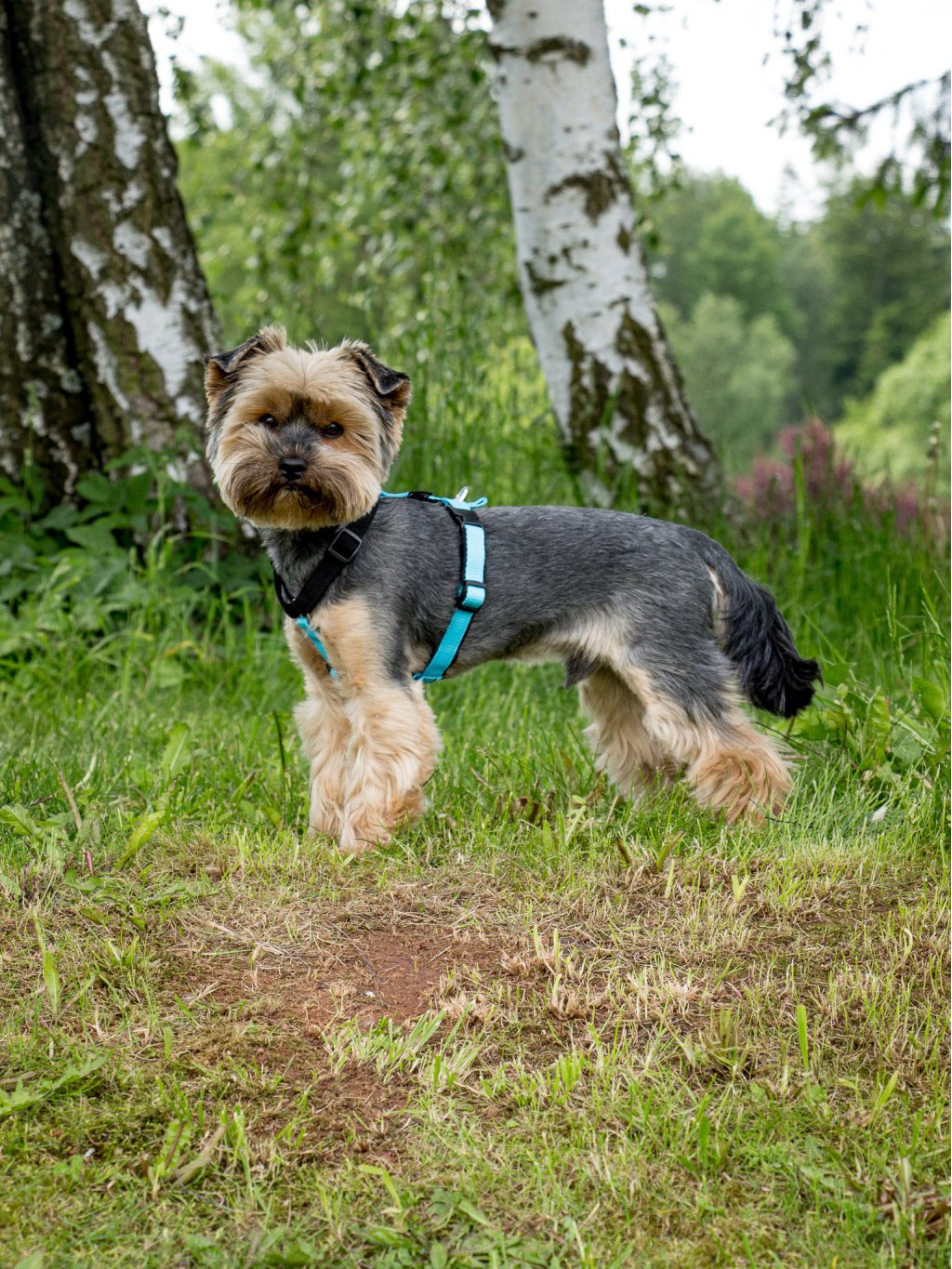 MINI harness turquoise