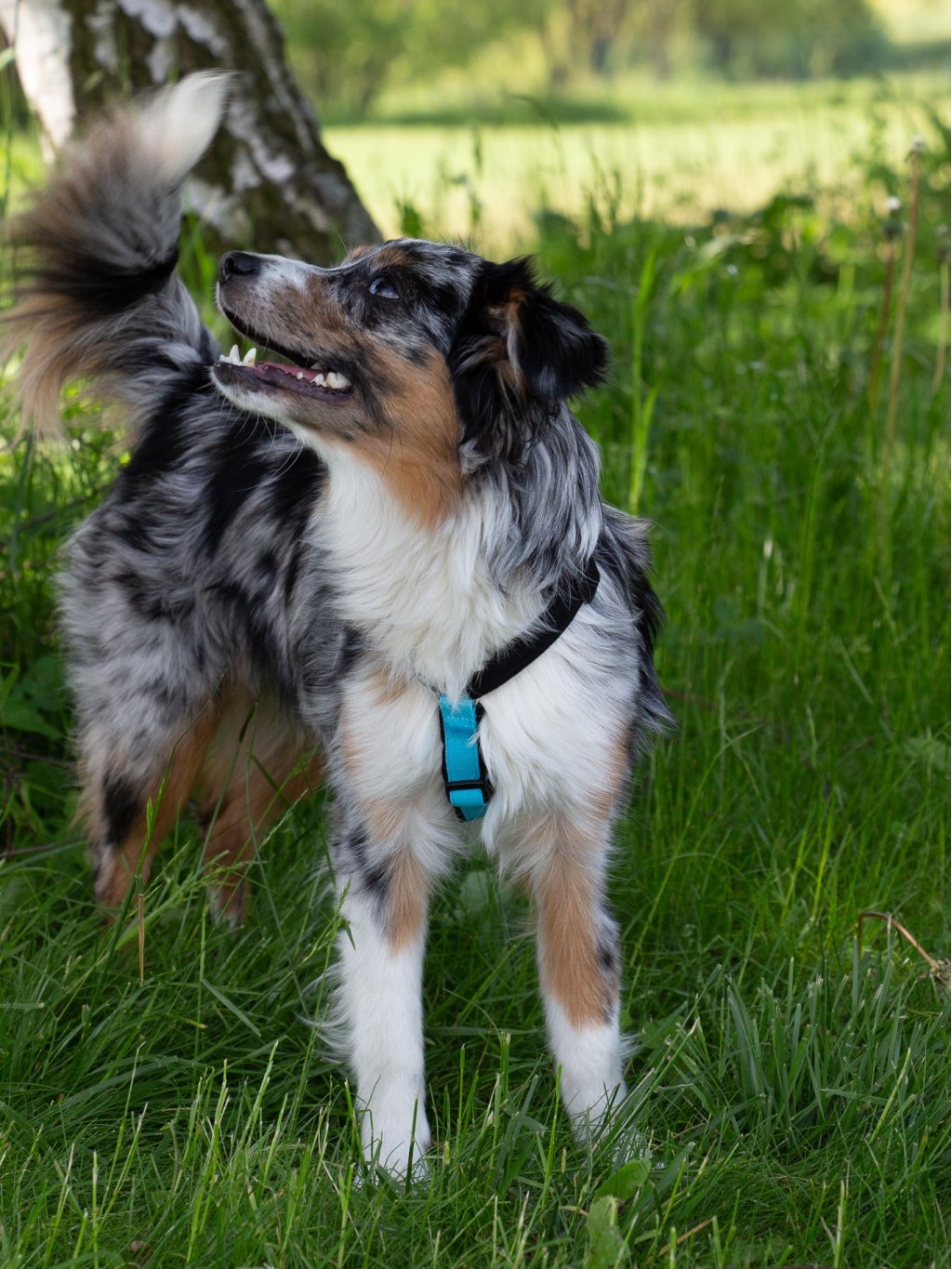 MINI harness turquoise